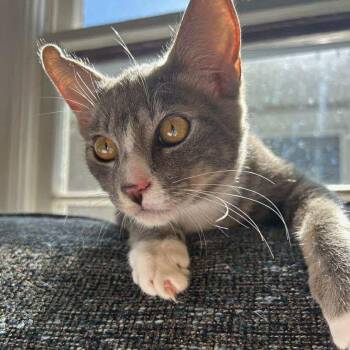Rescue Domestic Short Hair Cats for Adoption in Gladstone, Oregon - Birch -Mistletoe Litter | PetCurious
