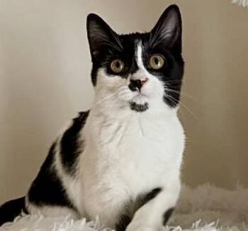 Rescue Domestic Medium Hair Cats for Adoption in Woodstock, Ontario - Mabel | PetCurious