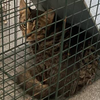 Tears_2 -  Domestic Medium Hair Cat for Adoption in Montgomery, Alabama - Tears_2 | PetCurious