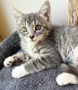 Ada -  Domestic Short Hair Cat for Adoption in Pasco, Washington - Ada | PetCurious