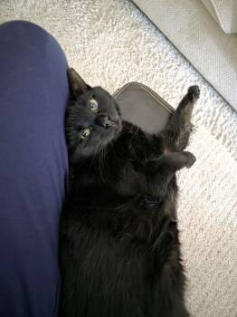 Mimi -  Domestic Short Hair Cat for Adoption in Carrollton, Virginia - Mimi | PetCurious