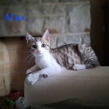 Max -  Domestic Short Hair Cat for Adoption in Pittsburgh, Pennsylvania - Max | PetCurious
