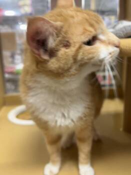 Michelle -  Domestic Short Hair and Tabby Cat for Adoption in Oxford, Mississippi - Michelle | PetCurious