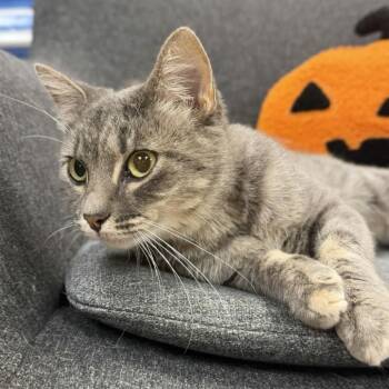 Kettle Corn -  Domestic Short Hair Cat for Adoption in Buffalo, Minnesota - Kettle Corn | PetCurious