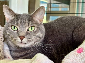 Rescue Tabby and Domestic Short Hair Cats for Adoption in Flint Hill, Virginia - Ellie Mae | PetCurious