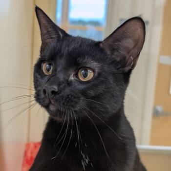 Rescue Domestic Short Hair Cats for Adoption - Mit | PetCurious