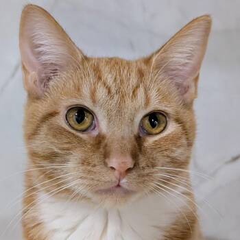 Domestic Short Hair Cats Available for Adoption in New York, New York - Buttercup | PetCurious