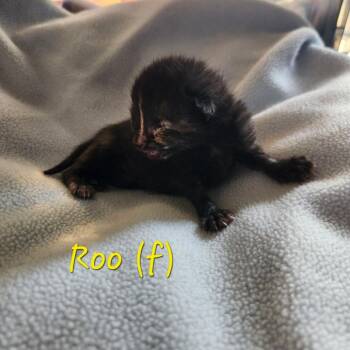 Domestic Short Hair Cats Available for Adoption in Spring Hill, Kansas - Roo | PetCurious