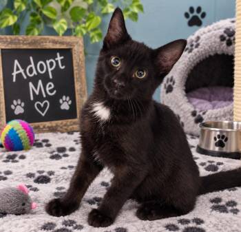 Tazerface -  Domestic Short Hair Cat for Adoption in Lincoln, Illinois - Tazerface | PetCurious