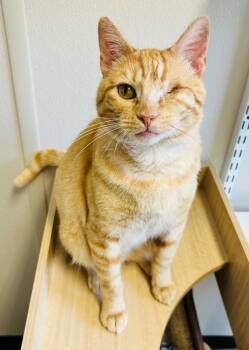 Rescue Domestic Short Hair Cats for Adoption in Fremont, Ohio - Butters | PetCurious