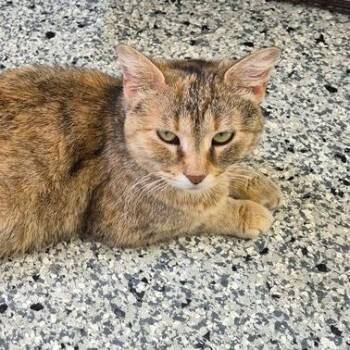 Chanel No.5 -  Domestic Short Hair Cat for Adoption in Matteson, Illinois - Chanel No.5 | PetCurious