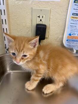 TYLER -  Domestic Short Hair Cat for Adoption in Fort Myers, Florida - TYLER | PetCurious