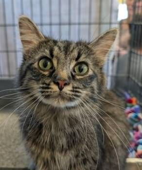 Cosmoe -  Domestic Long Hair Cat for Adoption in Ogden, Utah - Cosmoe | PetCurious