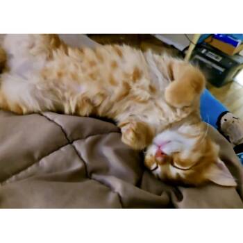 Carolina 5 -  Domestic Short Hair Cat for Adoption in Austin, Texas - Carolina 5 | PetCurious