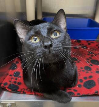 Boysenberry -  Domestic Short Hair Cat for Adoption in Fargo, North Dakota - Boysenberry | PetCurious