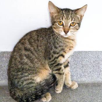 Mr. Green -  Domestic Short Hair Cat for Adoption in South Elgin, Illinois - Mr. Green | PetCurious