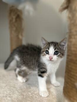 Rescue Domestic Short Hair Cats for Adoption in Glen Raven, North Carolina - HENLEY-check Out My Siblings Finley And Brenleigh Copy #1 | PetCurious