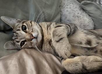 Muffassa -  Tabby Cat Available for Adoption in Bremerton, Washington - Muffassa | PetCurious
