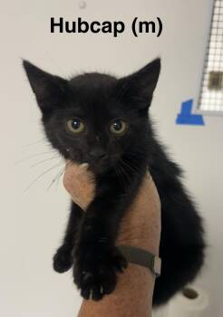 Hubcap -  Domestic Short Hair Cat for Adoption in Saugerties, New York - Hubcap | PetCurious