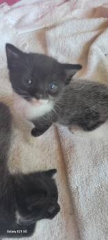 Rescue American Shorthair Cats for Adoption in Roanoke, Alabama - Bee | PetCurious