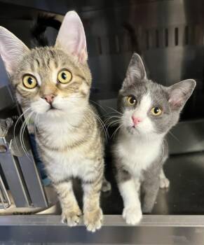 Domestic Short Hair Cats Available for Adoption - MOUTARDE & MINNY (CR/SC) | PetCurious
