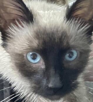 Penelope -  Siamese Cat for Adoption in Dayton, Minnesota - Penelope | PetCurious