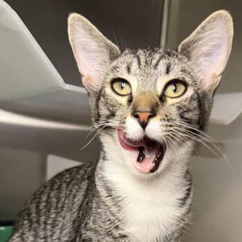 Robben -  Domestic Short Hair Cat for Adoption in Los Angeles, California - Robben | PetCurious