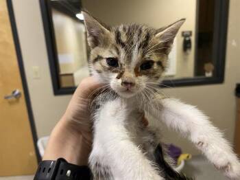 Domestic Medium Hair Cats Available for Adoption in Modesto, California - A611018 | PetCurious