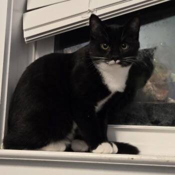 Rescue Domestic Short Hair Cats for Adoption in Richmond, Virginia - Tuxie Penguin | PetCurious