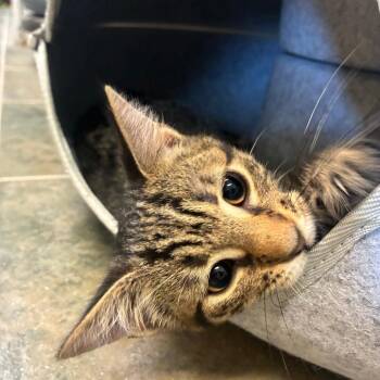 Shadow (FKA Copy) -  Domestic Short Hair Cat for Adoption - Shadow (FKA Copy) | PetCurious