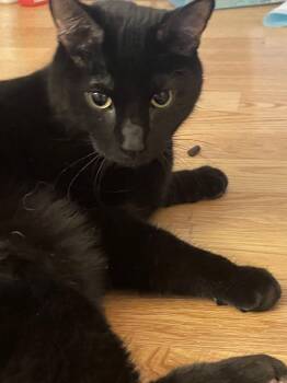 Rescue Domestic Short Hair Cats for Adoption in Hanson, Massachusetts - Keanu (special Needs Kitty. Waived Fee) | PetCurious
