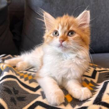 Mango -  Domestic Medium Hair Cat for Adoption in Sunnyvale, California - Mango | PetCurious
