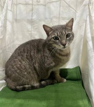 Domestic Short Hair Cats Available for Adoption in Winter Haven, Florida - MYA | PetCurious