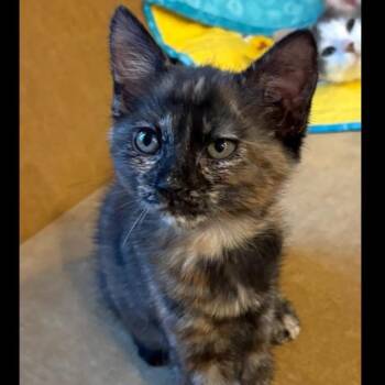 Spice -  Domestic Short Hair Cat for Adoption in Orangevale, California - Spice | PetCurious