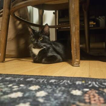 Rescue Domestic Short Hair Cats for Adoption in Evanston, Illinois - Ninja | PetCurious