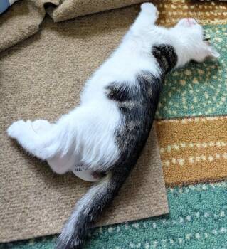4 PACMAN KITTENS - Meet CLYDE (M) -  Domestic Short Hair Cat for Adoption in Hillsboro, Oregon - 4 PACMAN KITTENS - Meet CLYDE (M) | PetCurious