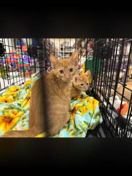 Charlie -  Domestic Short Hair Cat for Adoption in Northfield, Ohio - Charlie | PetCurious