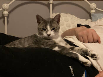 Rescue Domestic Short Hair Cats for Adoption in St. Cloud, Minnesota - Daisy | PetCurious
