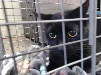 DINGS -  Domestic Short Hair Cat for Adoption in Tulsa, Oklahoma - DINGS | PetCurious