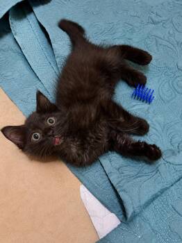 Kit Kat -  American Shorthair Cat for Adoption in Paulina, Louisiana - Kit Kat | PetCurious