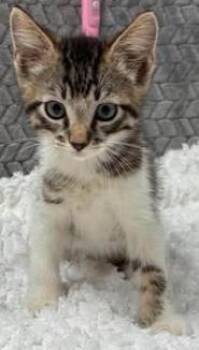 Freddy -  Domestic Short Hair Cat for Adoption in Lampasas, Texas - Freddy | PetCurious