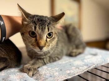 Rescue Domestic Short Hair Cats for Adoption in Cleveland, Ohio - Billy Ray Cyrus | PetCurious