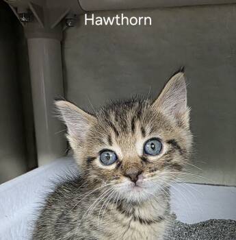 Rescue Domestic Short Hair Cats for Adoption in Fort Walton Beach, Florida - Dale Hawthorn | PetCurious