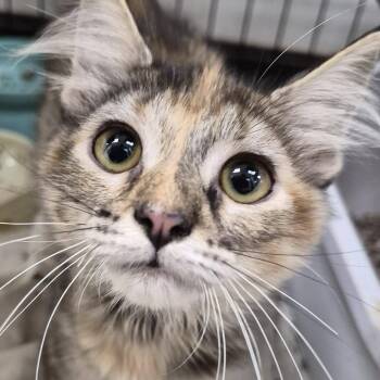 Vicky -  Domestic Medium Hair Cat for Adoption in West Point, Mississippi - Vicky | PetCurious