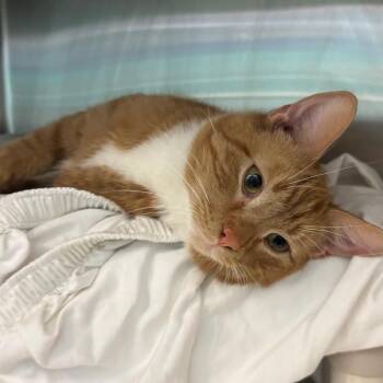Mojave -  Domestic Short Hair Cat Available for Adoption in Philadelphia, Pennsylvania - Mojave | PetCurious
