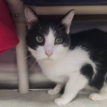 Batman -  Domestic Short Hair Cat for Adoption in Fort Wayne, Indiana - Batman | PetCurious