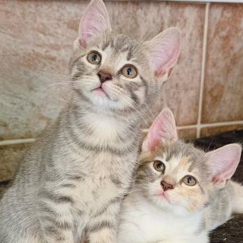 Stella, Tiger and Lady -  Domestic Short Hair and Calico Cat for Adoption in Roberts Creek, British Columbia - Stella, Tiger And Lady | PetCurious