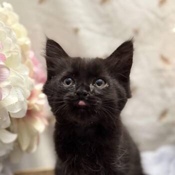Maximus -  American Shorthair Cat for Adoption in Newberg, Oregon - Maximus | PetCurious