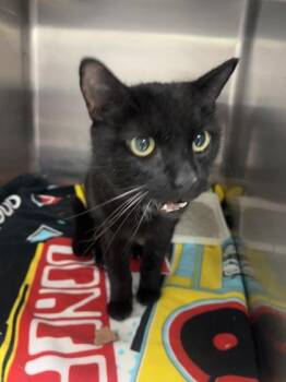 Lucian -  Domestic Short Hair Cat for Adoption in Savannah, Georgia - Lucian | PetCurious