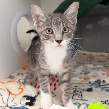 Stanley -  Domestic Short Hair Cat for Adoption in Ojai, California - Stanley | PetCurious